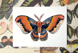 colorful orange moth butterfly illustration painting