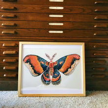 colorful orange moth butterfly illustration painting